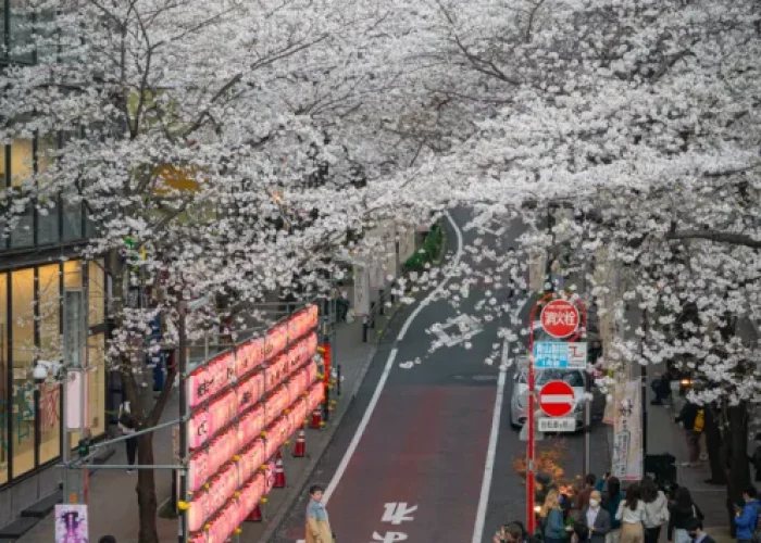 shibuya
